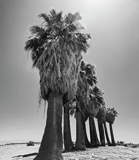 Size: Old Estate, Date Palms, Coachella Valley, California, USA