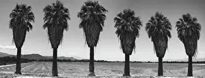Foothill: Old Estate, Date Palms, Coachella Valley, California, USA