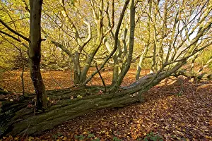 Hornbeams: Old fallen hornbeams - in autumn in Great Wood