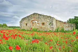 Surrounded: Old farmhouse surrounded by red poppies, Tuscany
