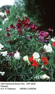 Peas: Old Fashioned Sweet Pea - showing flowers
