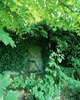 Anthony Harrison: Old Garden Door - Half hidden in Ivy & foliage