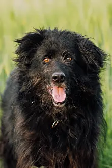 Herding: Old German Shepherd Dog