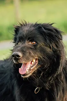 Herding: Old German Shepherd Dog