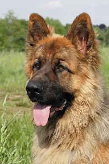 Pant: Old German Shepherd Dog, male, portrait, Germany