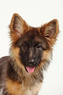 Alsatian: Old German Shepherd Dog, puppy, 4 months, animal