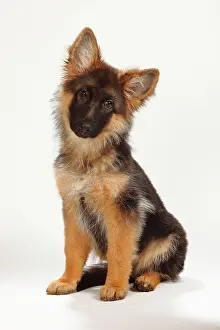 Alsatian: Old German Shepherd Dog, puppy, 4 months, sitting