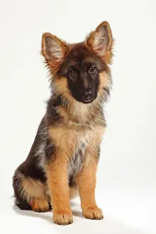 Alsatian: Old German Shepherd Dog, puppy, 4 months, sitting