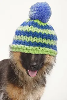 300719: Old German Shepherd Dog, puppy, 4 months old wearing