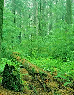 Firs: Old growth Douglas Fir forest - with young hemlock trees