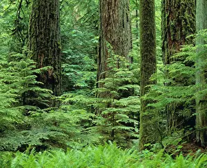 Firs: Old Growth Douglas Fir Forest with young hemlock trees