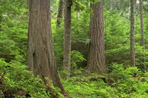 Olympic: Old Growth forest in Heart O the Hills, Olympic