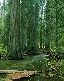 Cedars: Old growth Western Red Cedar