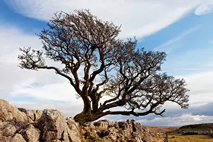 Malham: Old Hawthorn Bush - on Limestone pavement above Malham Cove