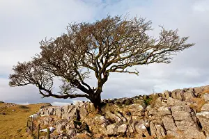 Malham: Old Hawthorn Bush - on Limestone pavement near Malham Cove