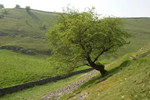 Hawthorns: Old hawthorn tree in Millersdale