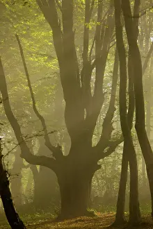 Hornbeam: Old Hornbeam pollard in forest in early morning mist