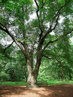 Hornbeam: Old Hornbeam Tree