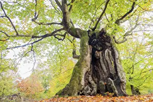 Fagaceae: Old hute beech in autumn, Kellerwald, Hutewald Halloh