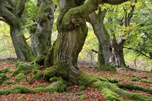Beeches: Old hute beeches in autumn, Kellerwald, hute forest