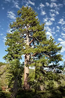 Jeffreyi: Old Jeffrey Pine