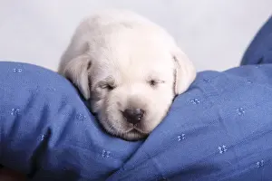Sleepiness: Old labrador puppy two weeks sleeping France
