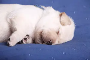 Sleepiness: Old labrador puppy two weeks sleeping France
