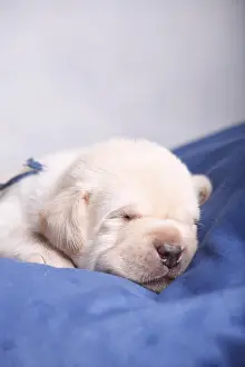 Sleepiness: Old labrador puppy two weeks sleeping France