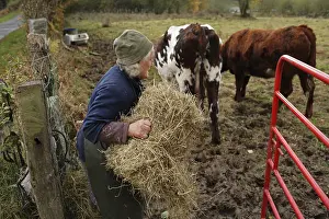 Nourishing: Old lady feeding her cows Le Gast Calvados France