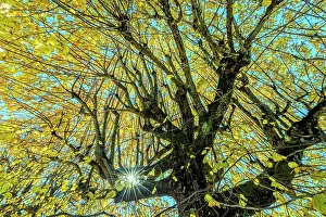Tilia: Old lime trees at dusk in autumn in a village of