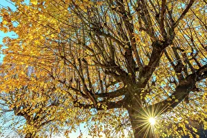 Tilia: Old lime trees at dusk in autumn in a village of