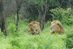 Worn: Lion