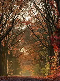 17th: Old mainroad, 17th century, between Nuenen and Helmond