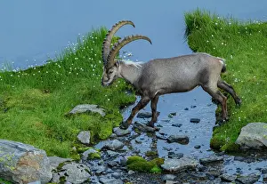 Bob Gibbons: Old male Alpine ibex, Capra ibex, cossing a lake