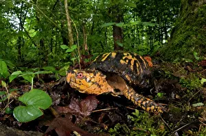 Terrapene: Old male Eastern Box Turtle