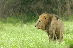Krger: Lion