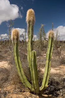 Old man cactus, or Senita
