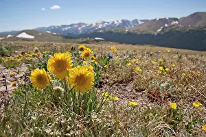 Grandiflora: Old-man-of-the-mountains - in habitat