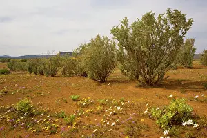 Atriplex: Old man saltbush - planted as a back-up fodder