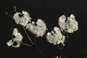 Traveller: Old Man's Beard Traveller's Joy seeds