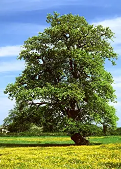 Buttercup: OLD OAK - in buttercup field