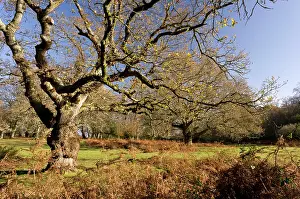 Leafless: Old Oak Trees - in grazed grassland