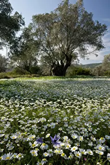 Mayweed: Old Olive Grove - full of Mediterranean Mayweed