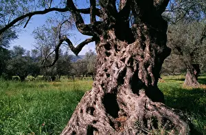 Olives: Old Olive Tree
