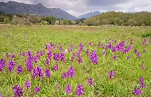 Morio: Old pasture full of Green-winged Orchids