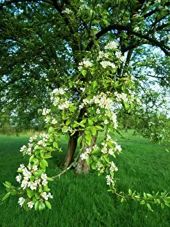 Pears: Old PEAR Tree - in Orchard