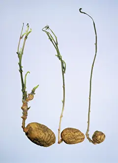 Sprouts: Old potato sprouts