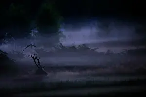 Ardenne: Old Red deer (Cervus elaphus) lying in the mist
