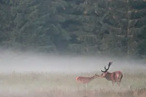 Walloon: Old red deer (Cervus elaphus) smelling a fawn in