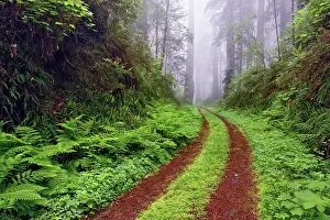 Abandoned: Old roadway through foggy redwood forest, Redwood
